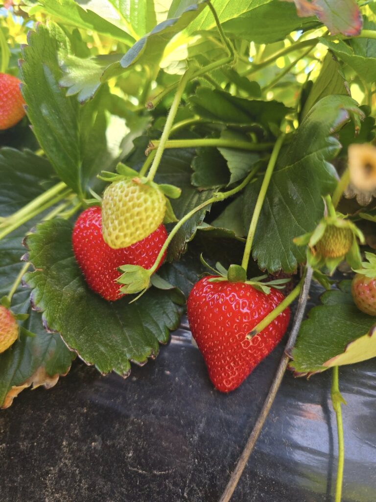 สตรอเบอร์รี่สดสีแดงฉ่ำในไร่ Beerenberg ที่ Adelaide Hills ประเทศออสเตรเลีย