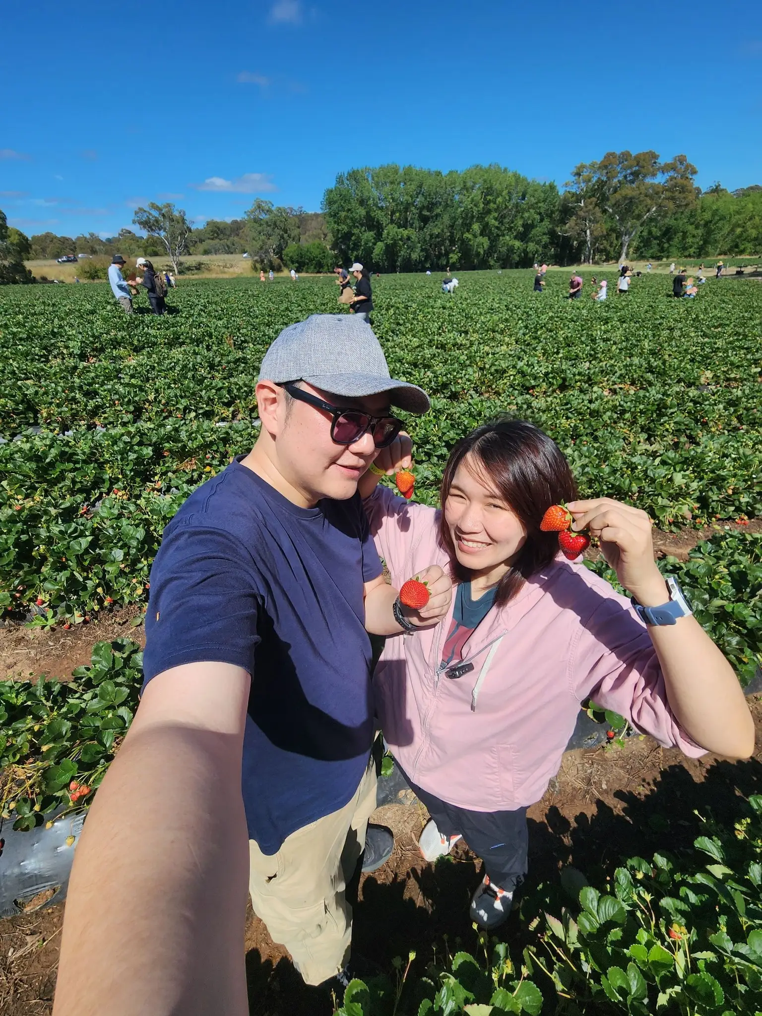 คู่รักชาวไทยกำลังเก็บสตรอเบอร์รี่ที่ไร่ Beerenberg ในรัฐ South Australia